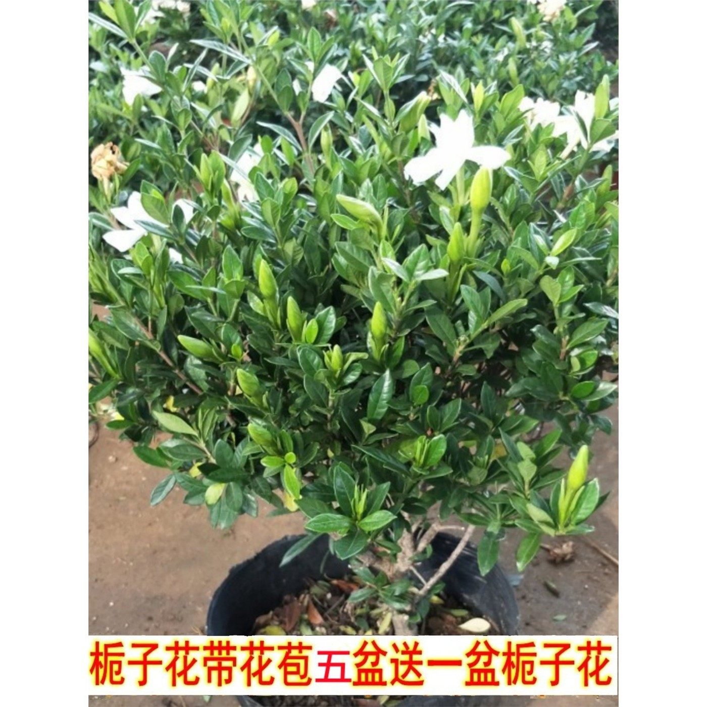 独杆小叶大叶牡丹栀子花盆栽室内外四季花卉植物开花浓香型带花苞