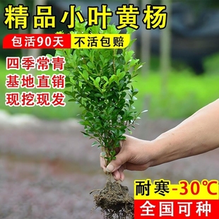 黄杨树苗瓜子黄杨树苗庭院独杆黄杨树苗绿化大叶黄杨冬青球苗小叶
