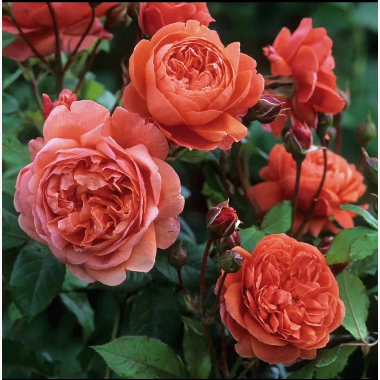 【颂夏】月季 奥斯汀 大花 盆栽庭院花卉 勤花 别名夏日之歌月季