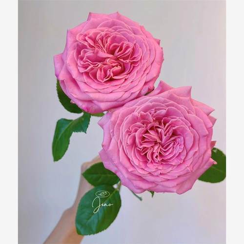 新品 艾希莉 月季花苗哥伦比亚大花灌木直立勤花玫瑰庭院阳台盆栽