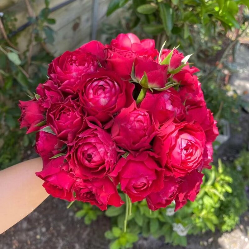 吸血鬼之吻/德古拉之吻 月季花苗切花玫瑰丝绒感灌木阳台庭院盆栽