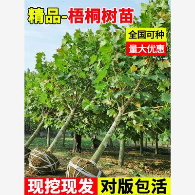 法国梧桐树苗耐寒四季常青