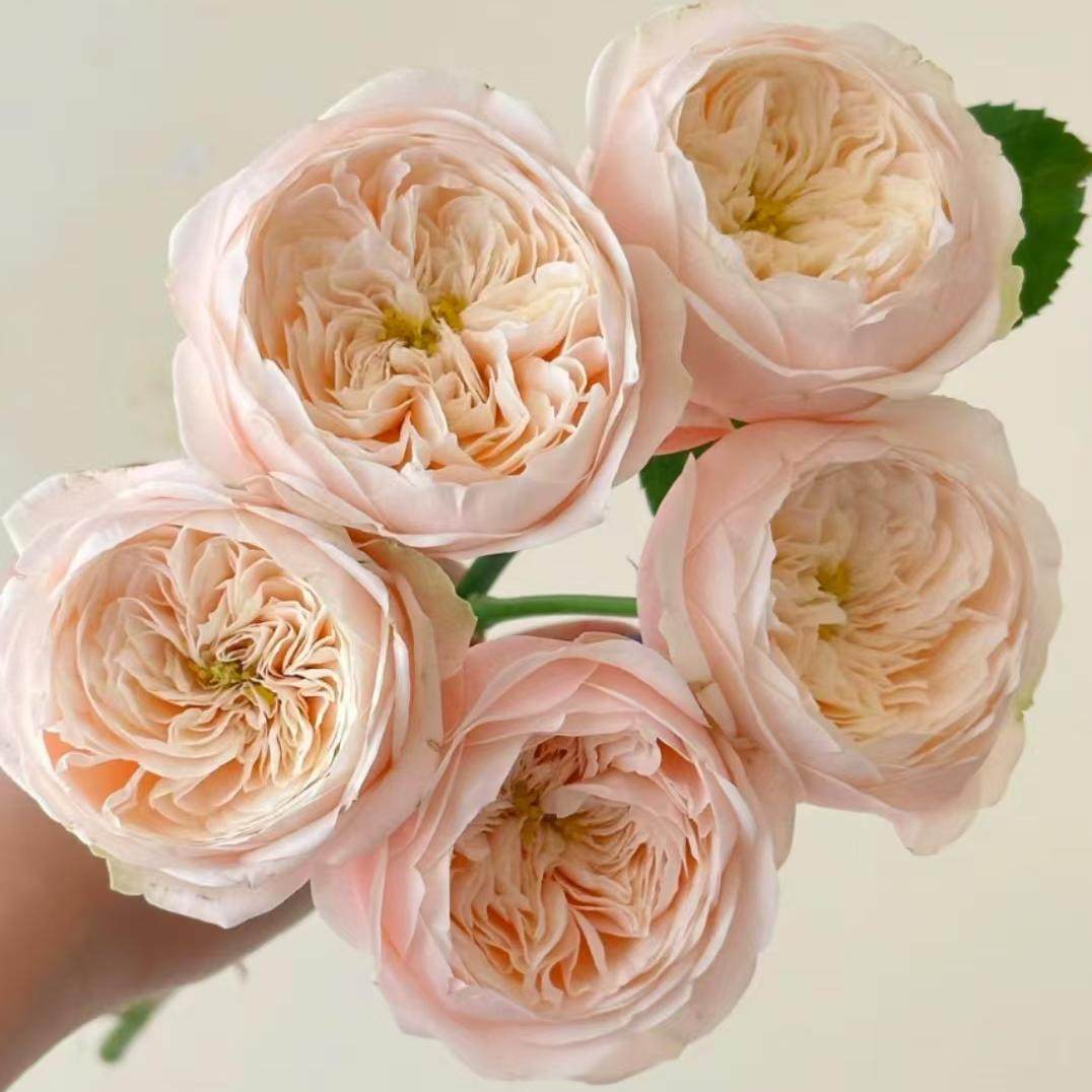 新品 达林顿 月季花苗 包子型大花灌木重瓣勤花玫瑰庭院阳台盆栽,鲜花速递/花卉仿真/绿植园艺,月季/蔷薇/玫瑰,淘宝优惠券,粉丝福利购,淘宝优惠卷