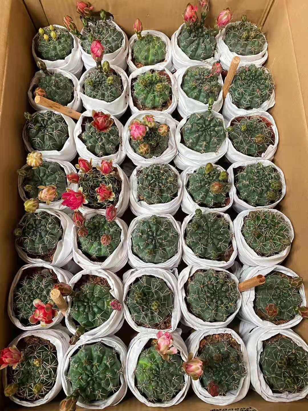 【基地直供】盆栽花卉 多肉植物仙人球盆栽 居家花卉 菲花玉