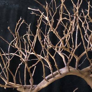 观树软植物去皮枯树枝干001室内庭院装摆件景户外造型庭树院干树