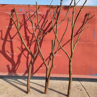 天然干树枝树杈子枯树枝干屏风仿真树架子树枝灯去皮树枝挂墙景观