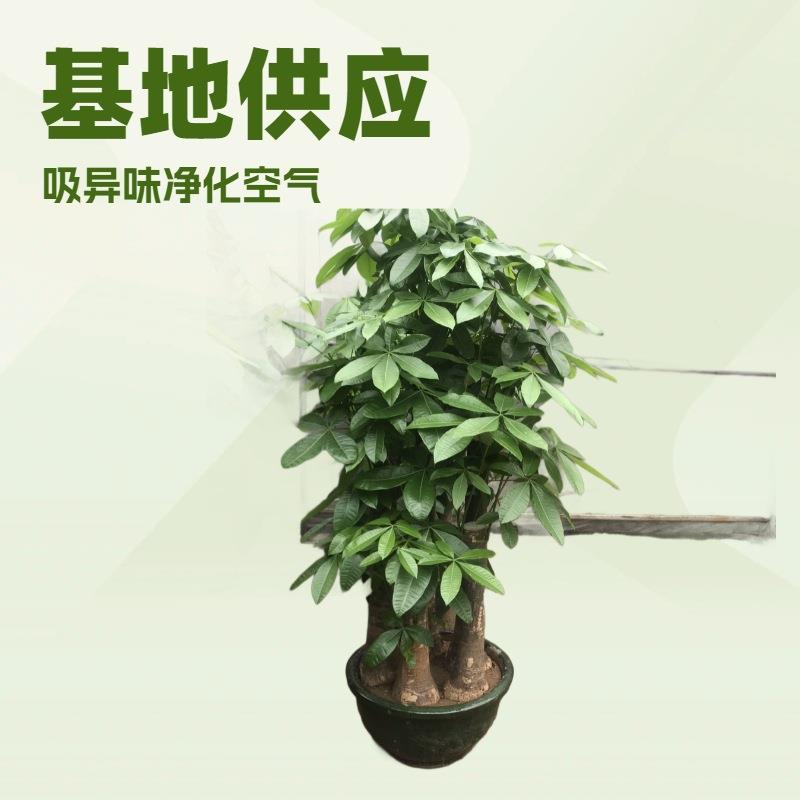 居家办公绿植五杆发财树盆栽大盆栽风水园林绿化花卉四季常绿