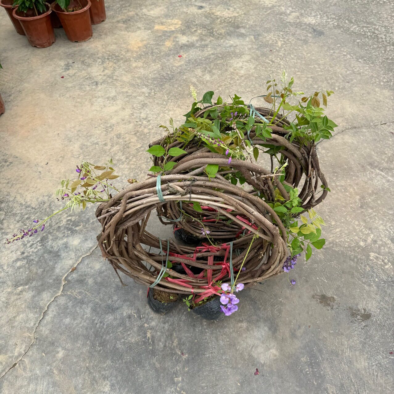紫藤庭院造景爬藤植物蔷薇绿植架墙面绿化盆栽炮仗花庭院造景花卉