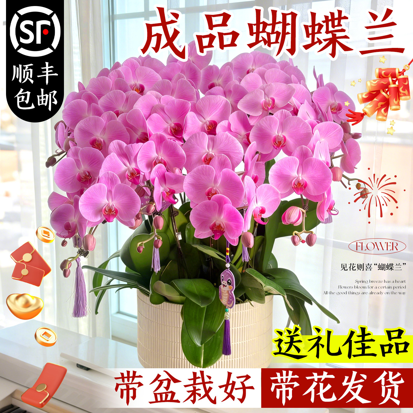 蝴蝶兰带花盆栽特大号客厅带花苞年宵花卉兰花大花型10支8株花苗,鲜花速递/花卉仿真/绿植园艺,鲜花速递(同城),淘宝优惠券,粉丝福利购,淘宝优惠卷