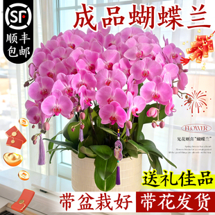 蝴蝶兰带花盆栽特大号客厅带花苞年宵花卉兰花大花型10支8株花苗