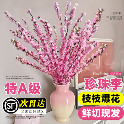 珍珠李水培鲜切花干枝好养