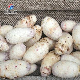 货销大产土现豆清洗去皮机马蹄清洗直机潍量县萝TS M600卜清洗机