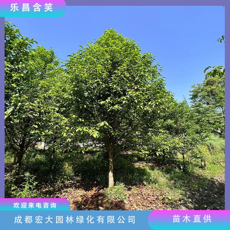 乐昌含笑基地直供优惠批发