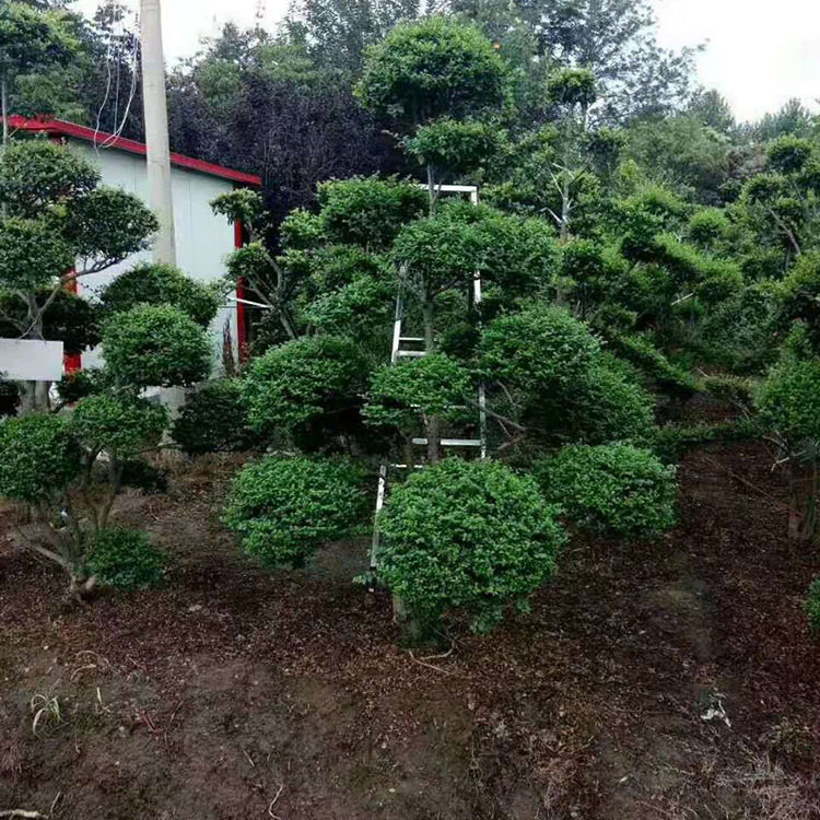 小叶女贞造型树园林绿化批发