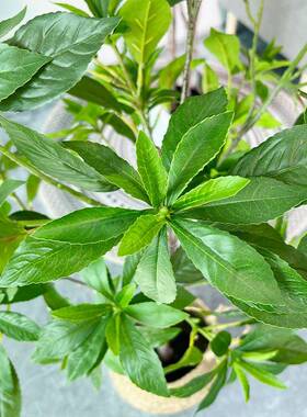 网红仿真YF220014马醉木吊树客钟厅落地摆件办公室盆装饰软造装景