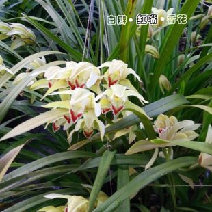 虎头兰花带花苞发货精品春兰系列自然老种精品名贵兰花白瓣红嘴鸥