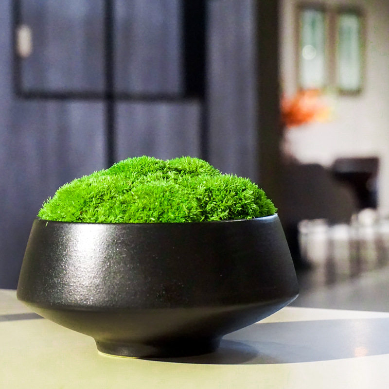 植物永生苔藓盆景仿真微景观盆栽青苔样板间售楼部绿苔藓装饰摆件