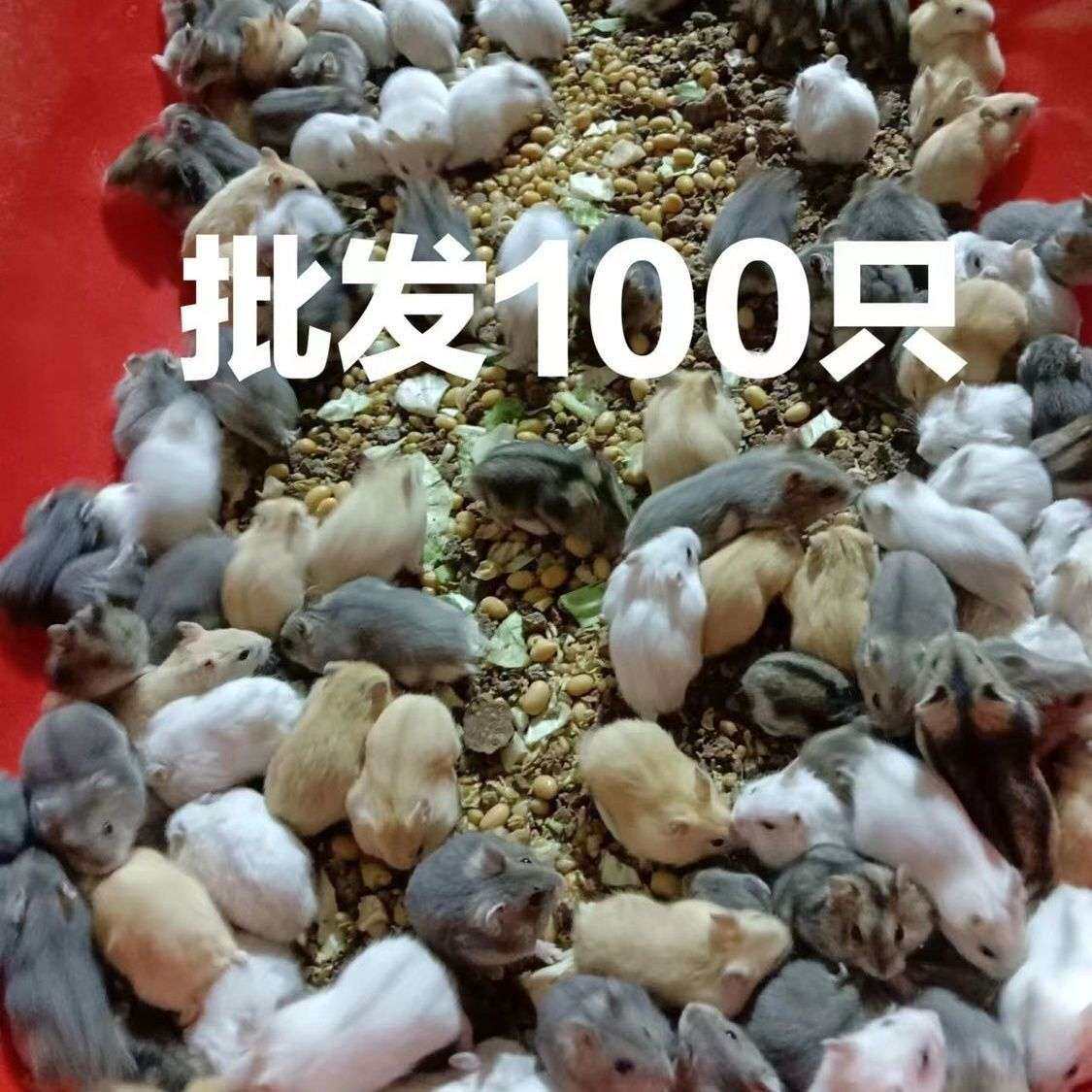 只银狐仓鼠10混搭只摆地摊40 只布丁套圈神器三线20便宜紫仓公