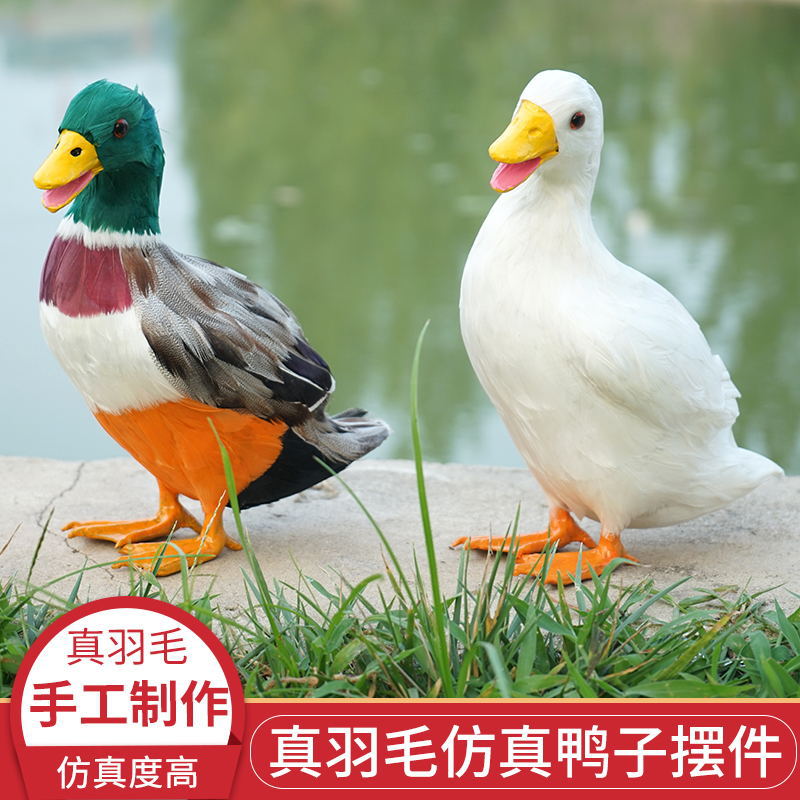 天雅成美鸭子真羽毛工艺品/饰品/摆件儿童早教影视道具仿真毛茸茸