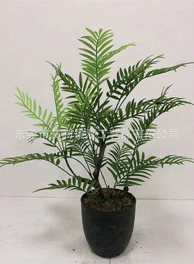 盆栽蕨树马蕨草尾居装NZB饰波斯草树绿植人造家塑料假树盆景