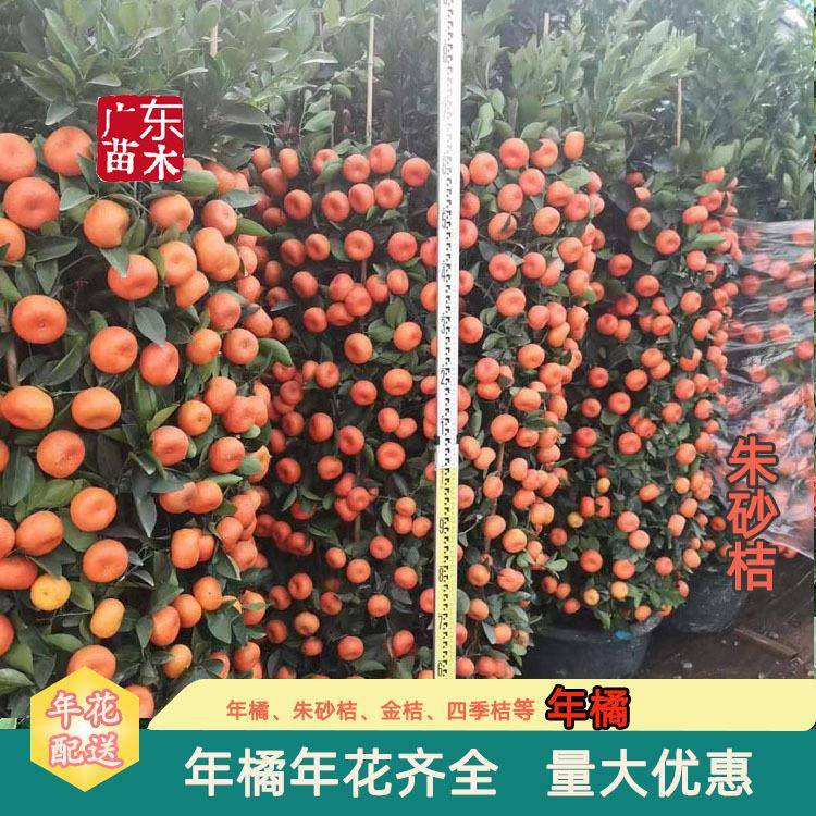 春节年桔盆栽年宵花盆栽过年年桔朱砂橘金桔年橘盆栽广州基地