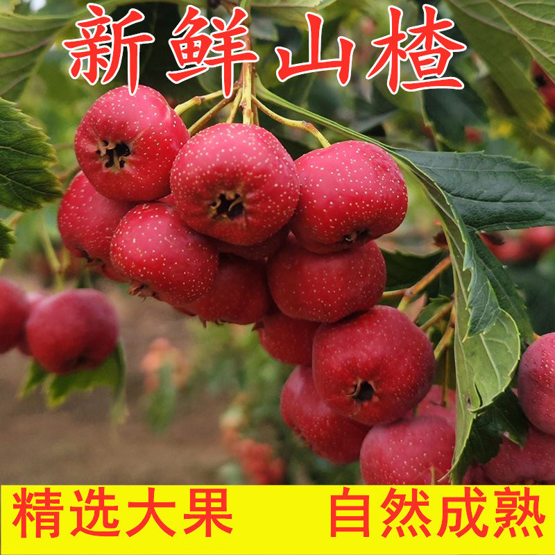 新鲜山楂红果5斤装鲜山楂鲜果大山楂里红果冰糖葫芦原料山楂干片,水产肉类/新鲜蔬果/熟食,山楂/红果,淘宝优惠券,粉丝福利购,淘宝优惠卷