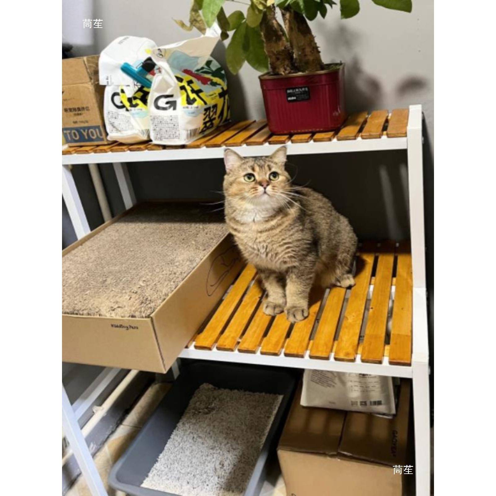 阳实阶梯猫爬架大空间猫窝铁艺花架二层多台功能宠物品置物用阶梯