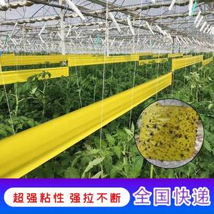 双面粘虫胶带果园大棚蝇黄色沾虫带粘虫纸板驱灭蚊虫粘板果园防水