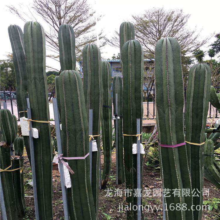 白云阁1.5-1.8米仙人掌科新绿柱属植物多年生分枝沙漠