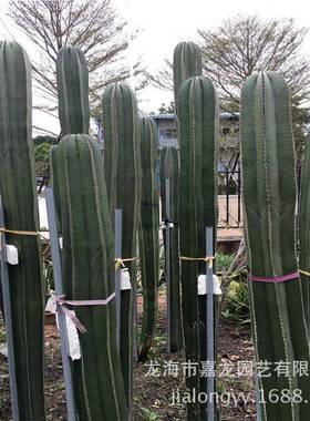 白云阁1.5-1.8米仙人掌科新绿柱属植物多年生分枝沙漠