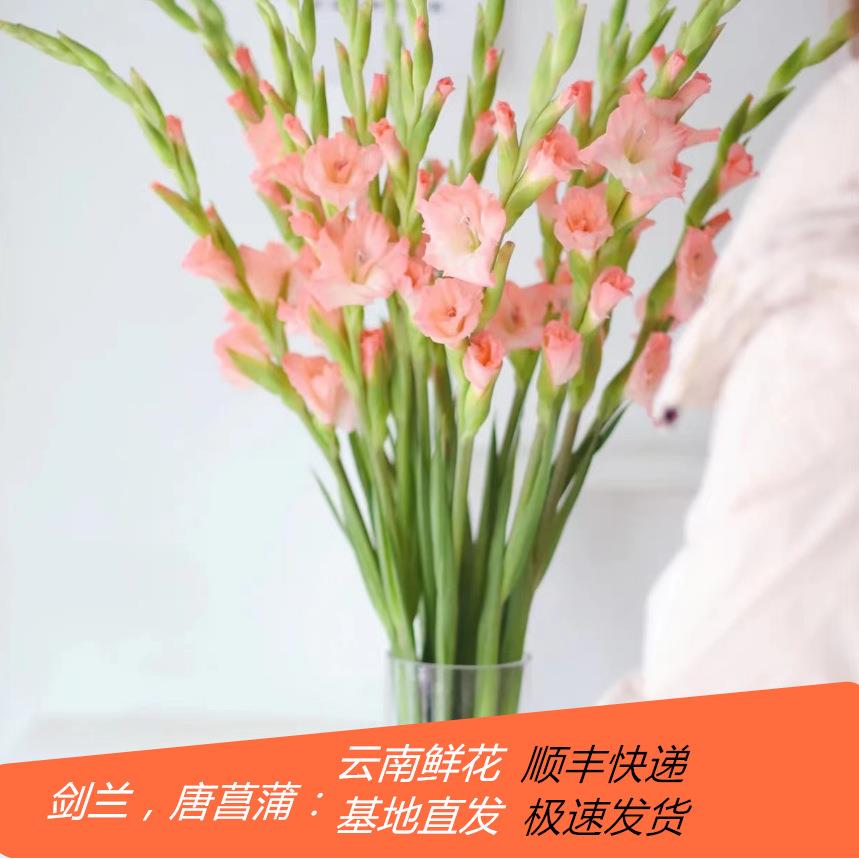 剑兰鲜花唐菖蒲鲜花直发直批婚庆布置花店摆摊用花社区货源