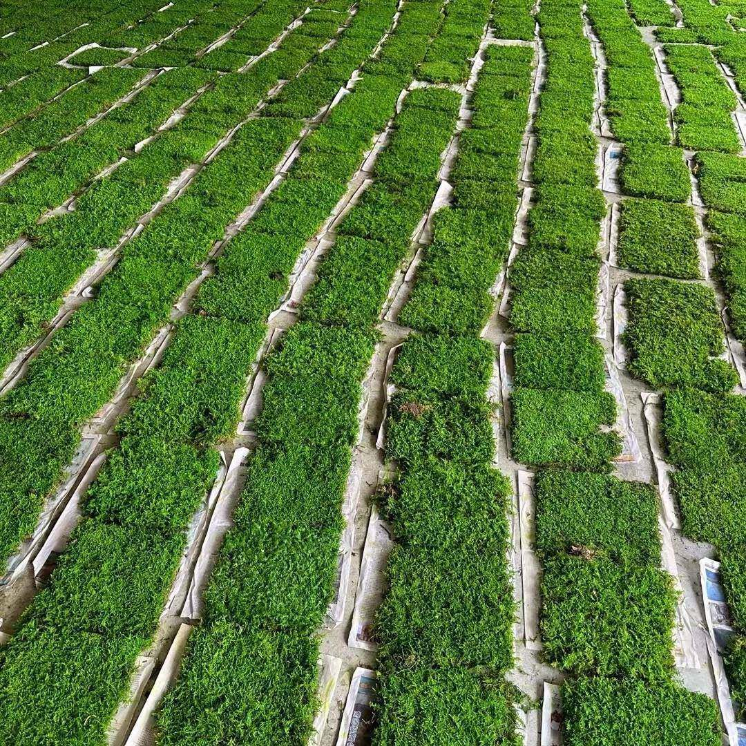人工养殖永生苔藓大灰藓室内造景装饰真苔藓草坪景观植物墙微景观