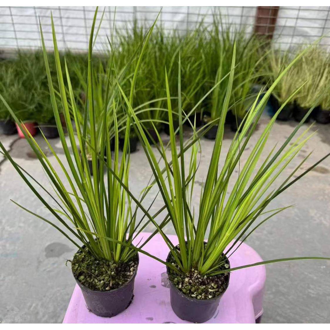 水陆缸植物小盆栽花卉植物盆景菖蒲80胧月菖蒲