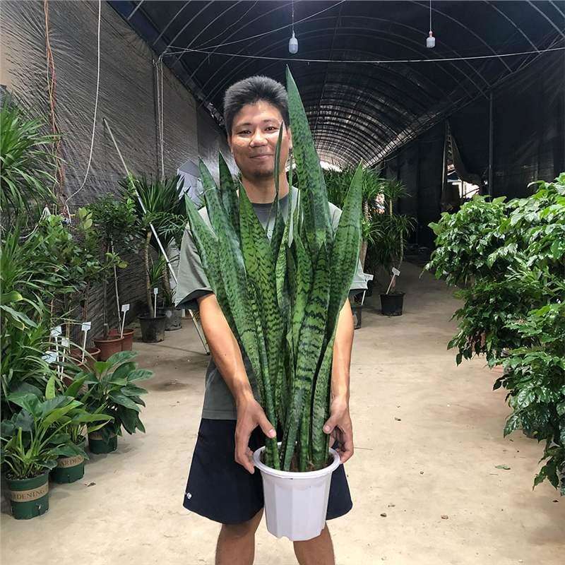 金边虎皮兰盆栽七星剑绿植花卉植物室内吸办公室四季常青虎尾兰
