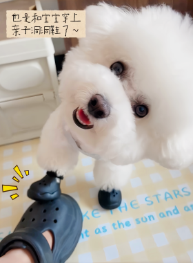 狗狗洞洞鞋狗猫咪凉鞋宠物拖鞋