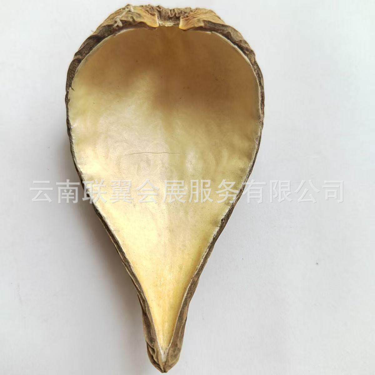 十大功劳油材画莲勺子壳瓢瓜然云南干花原料天植物壳果壳