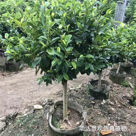 仿真含笑花树庭院绿植装饰园林农家乐假树景观绿植门口玄关处摆件