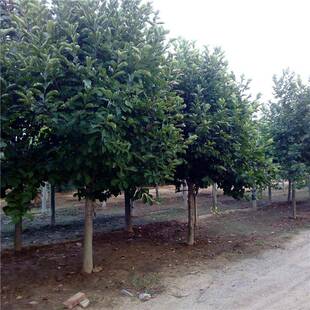 山东红玉兰黄玉兰白玉兰紫玉兰金叶榆金叶垂榆国槐法桐白蜡基地