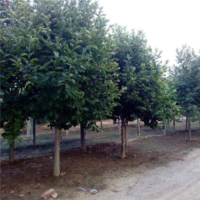 山东红玉兰黄玉兰白玉兰紫玉兰金叶榆金叶垂榆国槐法桐白蜡基地