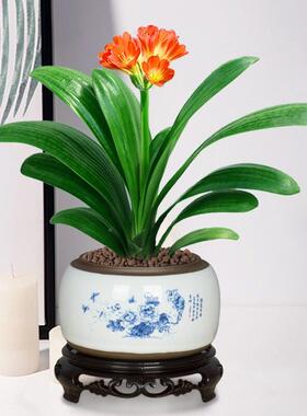 君醛子兰k19-10-1盆栽植室内某客厅四季常青盆景美化空气观花植物