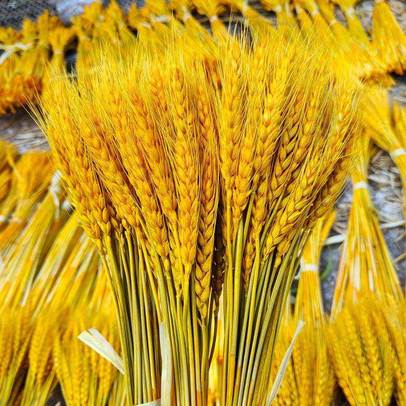 摄大麦穗干花花束业花篮装饰摆001件拍道麦具开田园布景干花束,家居饰品,餐桌花艺,淘宝优惠券,粉丝福利购,淘宝优惠卷