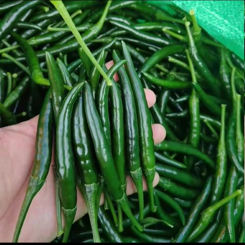 新鲜现摘特辣朝天椒产地直发