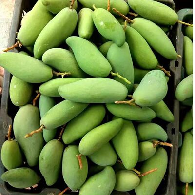 云南现摘象牙青芒酸脆生吃