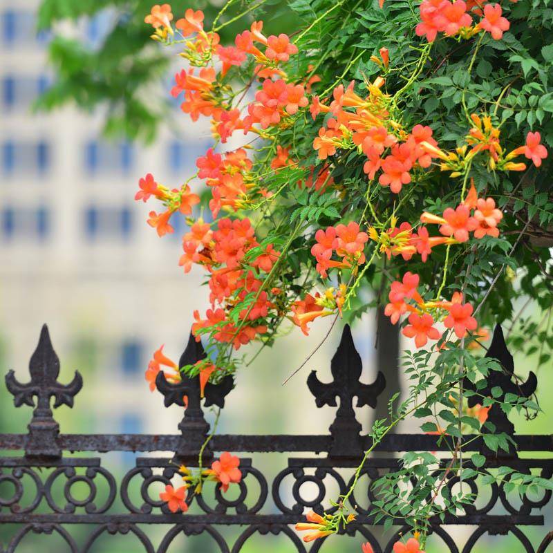 耐凌花苗爬藤植物四开花卉好养季绿植盆栽寒hz652697庭霄院阳台炮