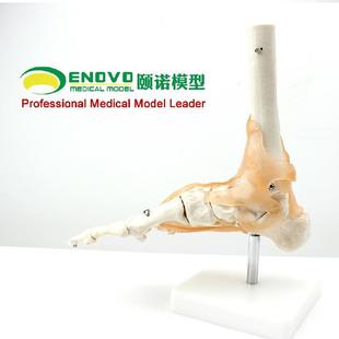 1模：1脚关节模带韧带足关节脚骨股骨型胫骨343人体骨型骼模型