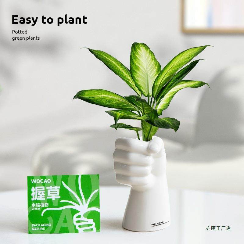 水室培植物春羽绿萝内摆件办公室工位桌面水了养小绿F99MS68T植栽