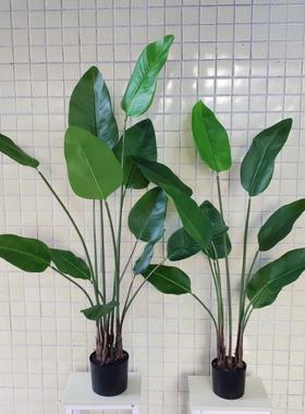 蕊仿真植玫造景真绿树MR22147散仿尾葵室内装饰植物手感龟背叶子