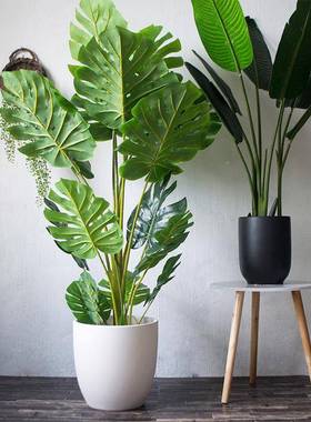 特大号黑白色陶瓷盆花约阳台ZEM室内地面种植植发简财树绿盆栽