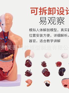 28754心CM人体解构剖模型脏大脑人体结模型医学器模官躯干教学内