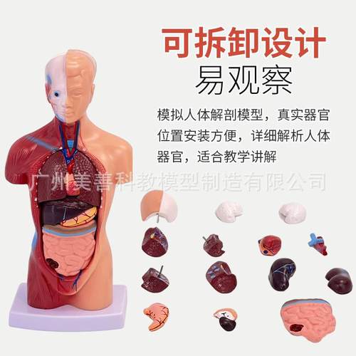 28754心CM人体解构剖模型脏大脑人体结模型医学器模官躯干教学内
